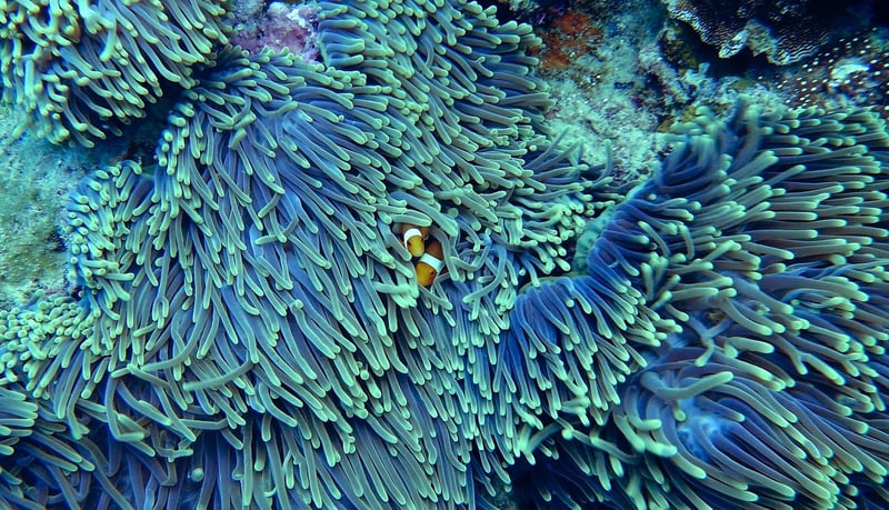 Coral Reef Discovery