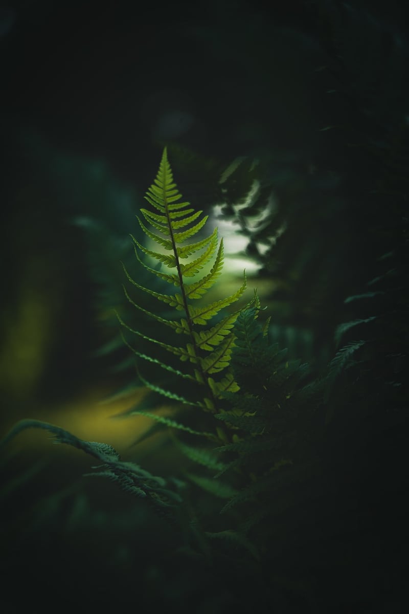 Hidden Temple Ruins