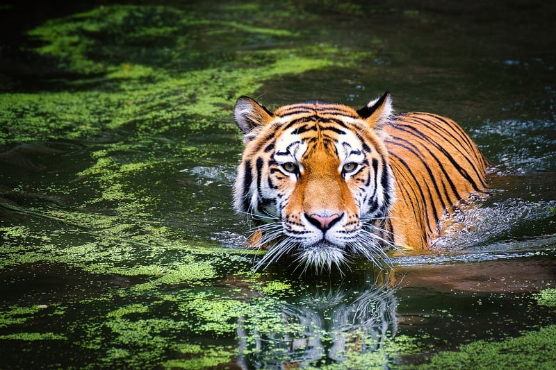 Tiger in the jungle